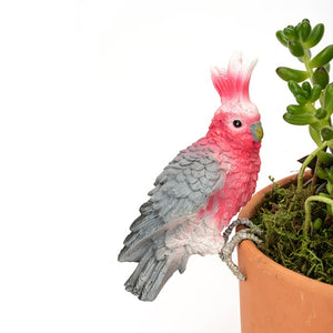 Galah Pot Sitter